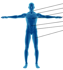 Anatomy Front