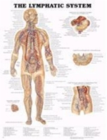 Lymphatic System Chart 20 w X 26 h