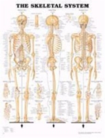 Skeletal System Chart 20 w X 26 h