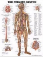 Nervous System Chart 20 w X 26 h