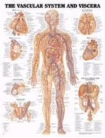 Vascular System Chart 20 w X 26 h