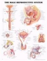 Male Reproductive Chart 20 w X 26 h