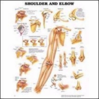 Shoulder/Elbow Chart 20 w X 26 h